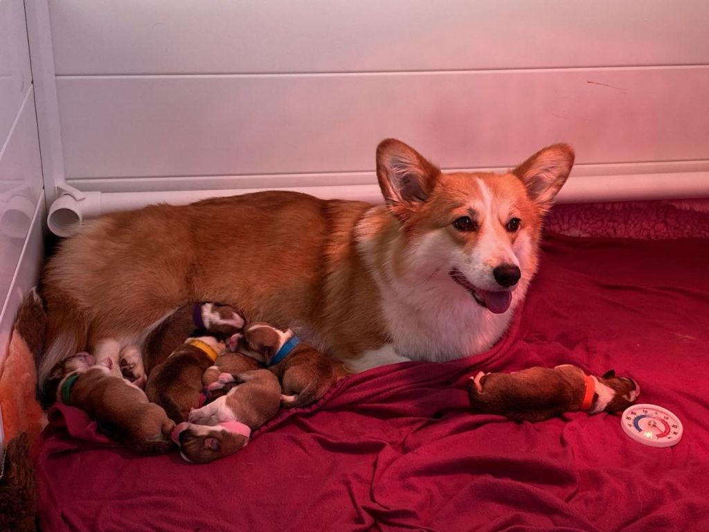 Des Fééries De Zébulon - Welsh Corgi Pembroke - Portée née le 24/12/2022